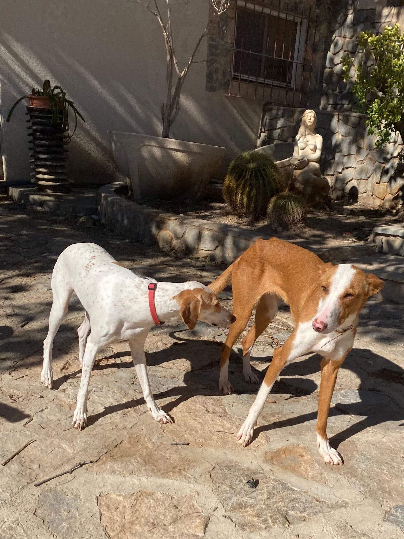 salih-sidoni_1229872742686345