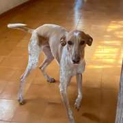 salih-sidoni_1229872792686340