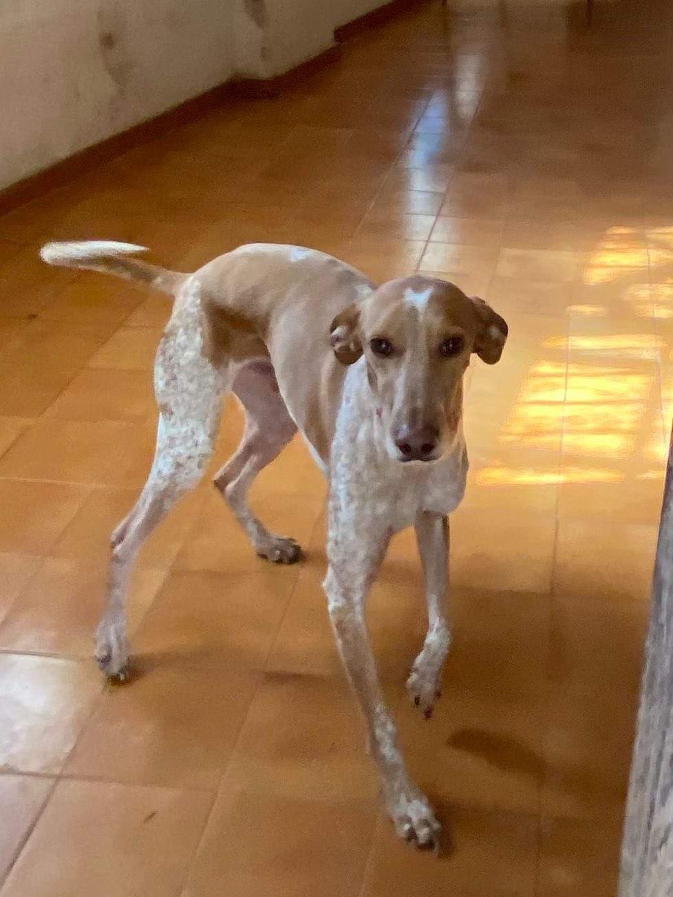 salih-sidoni_1229872792686340