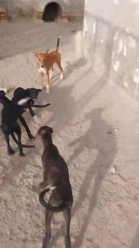schnuki_1114691234204497