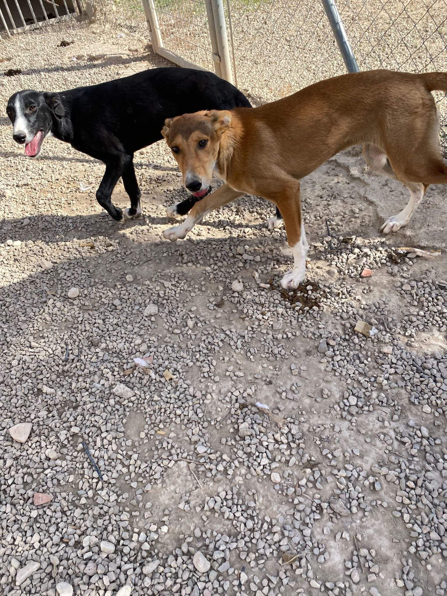 schnuki_1138067168533570