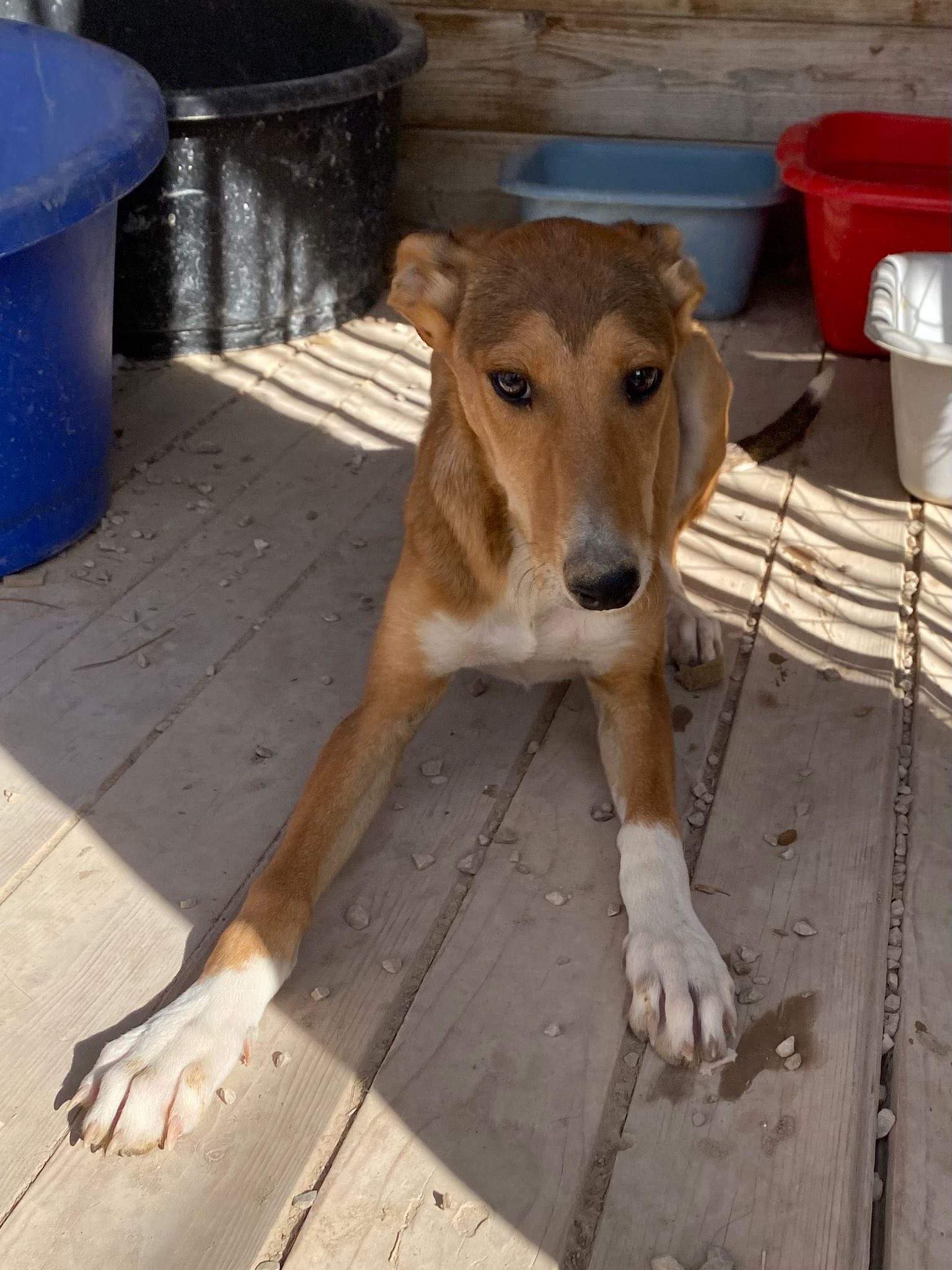 schnuki_1138067251866895