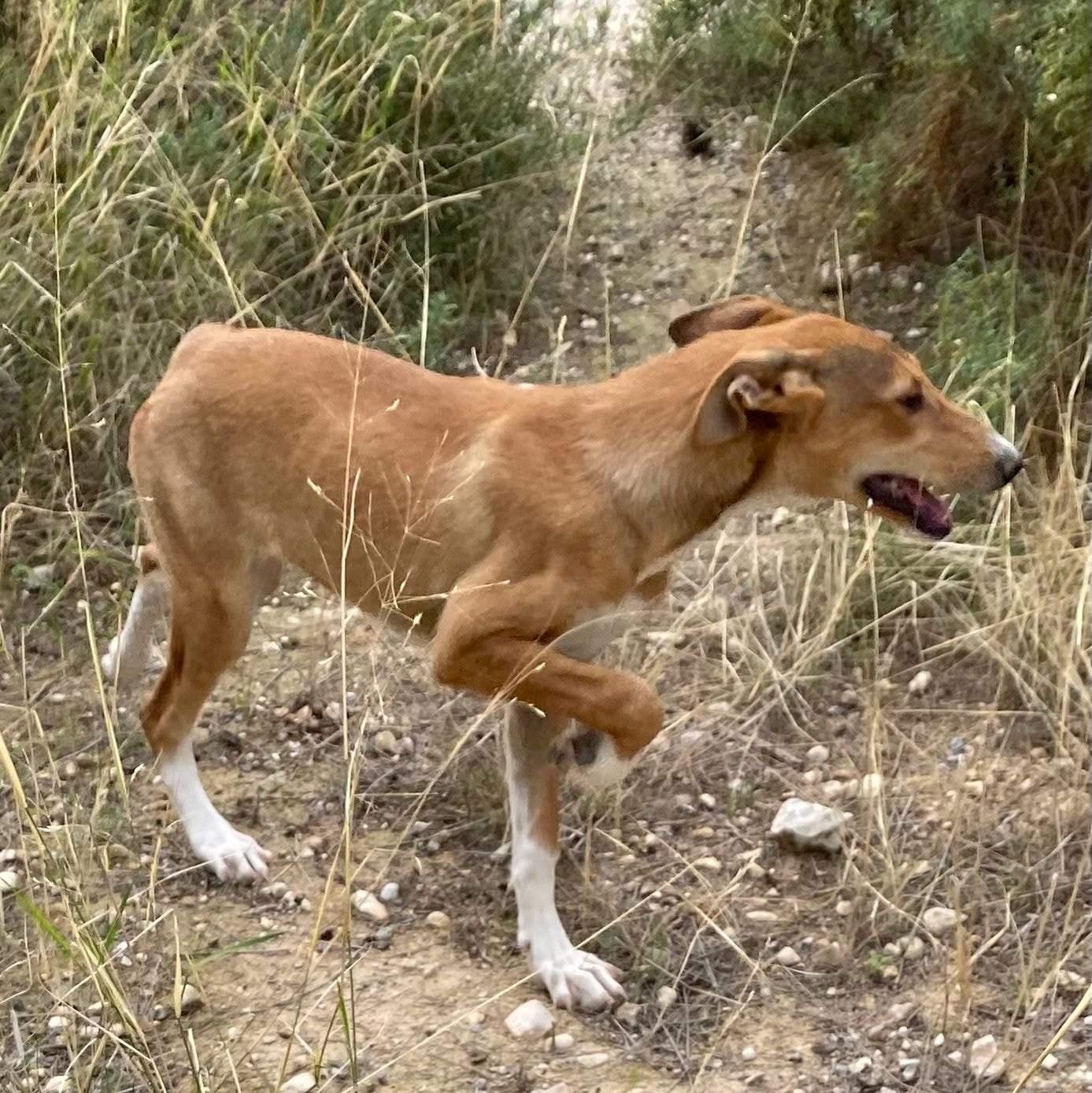 schnuki_1152246313782322