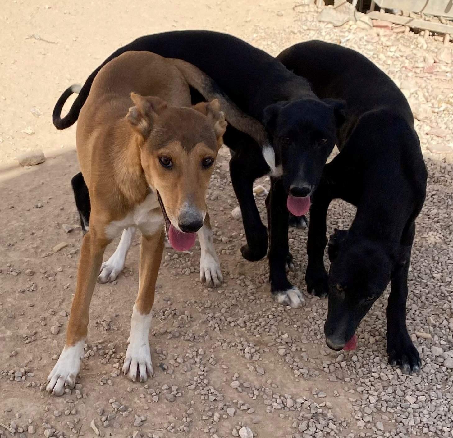 schnuki_1152246367115650