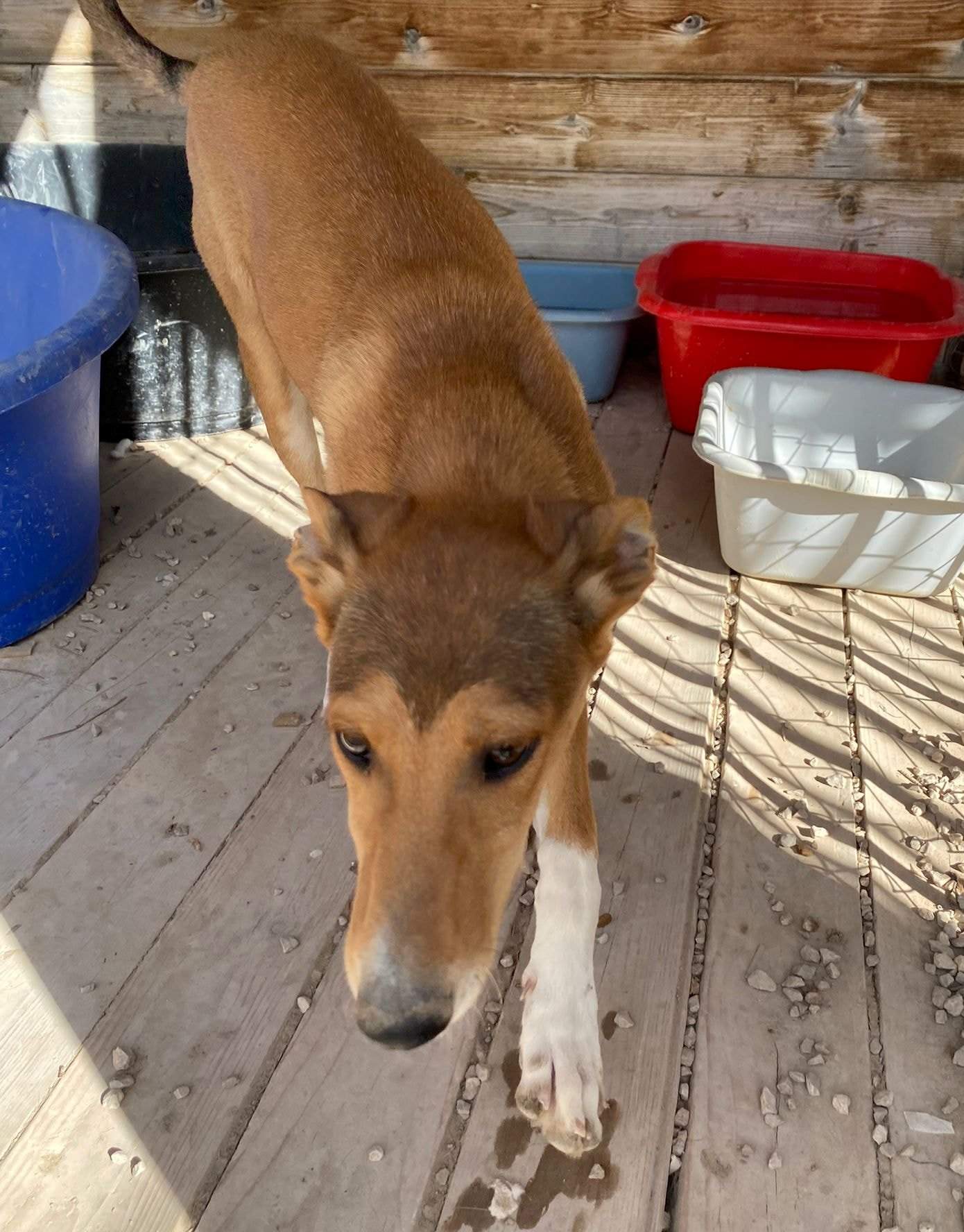 schnuki_1152246397115647