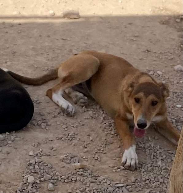 schnuki_1152246423782311