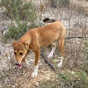 schnuki_1152246487115638