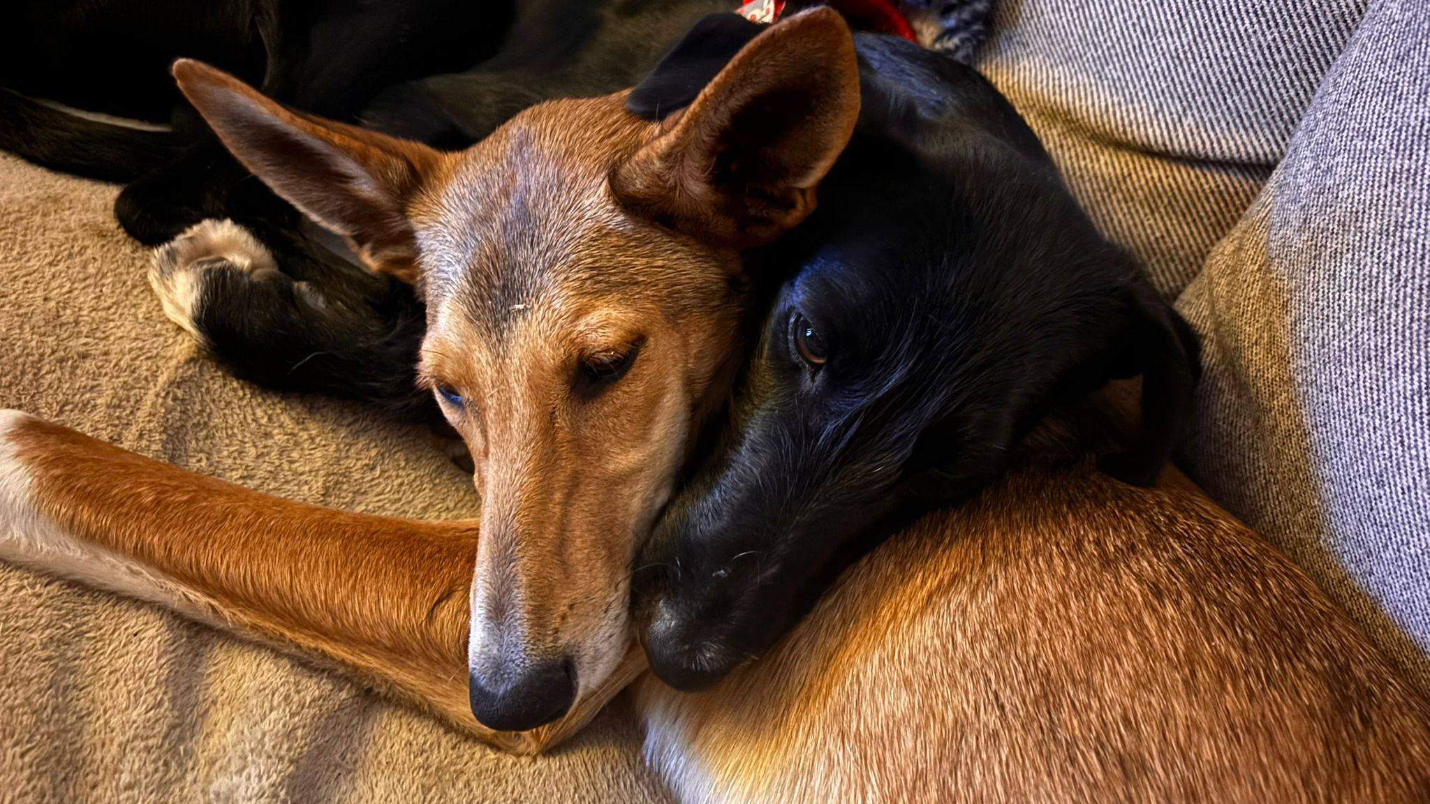 schnuki_1187258053614481