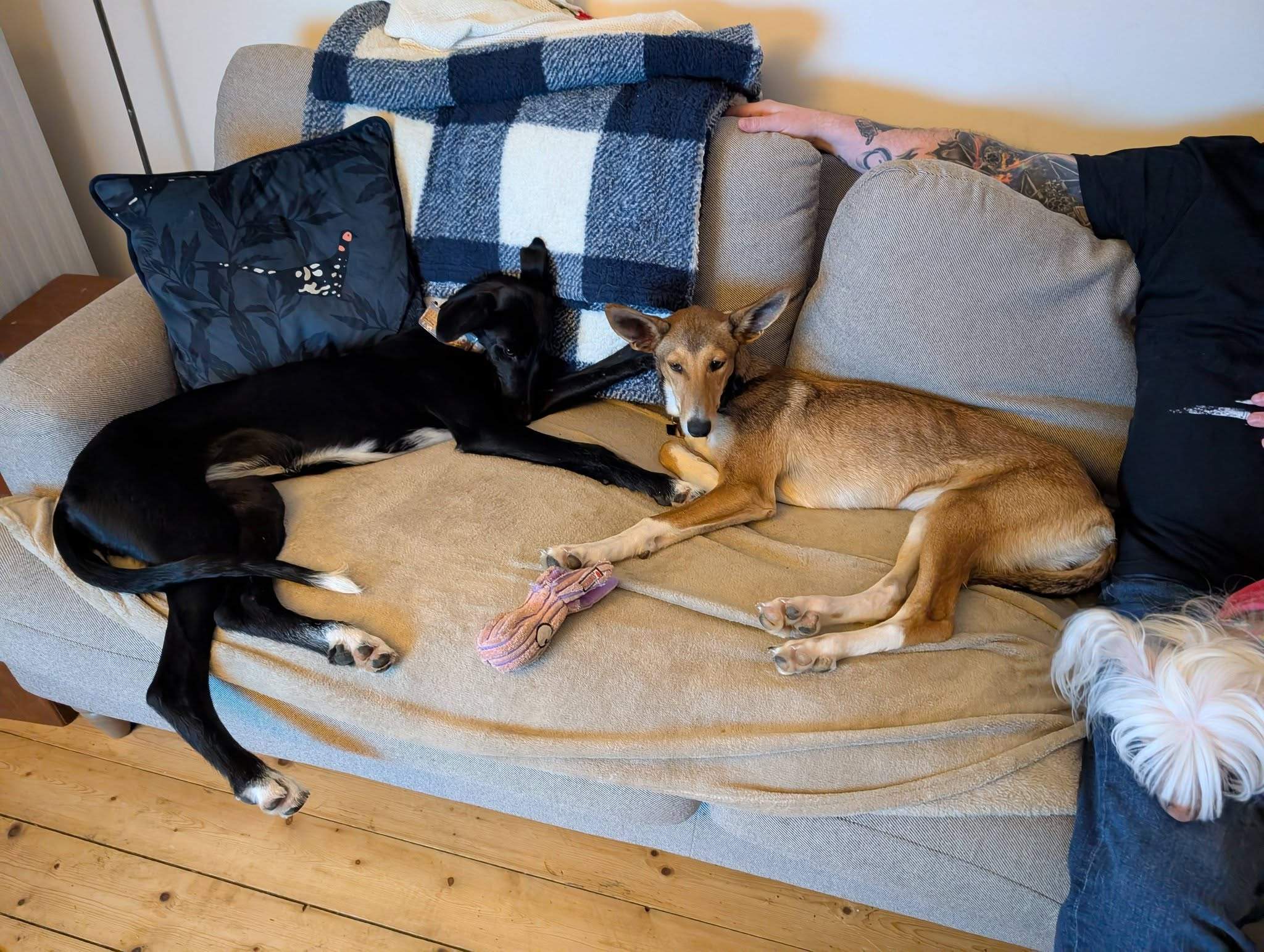 schnuki_1187258070281146