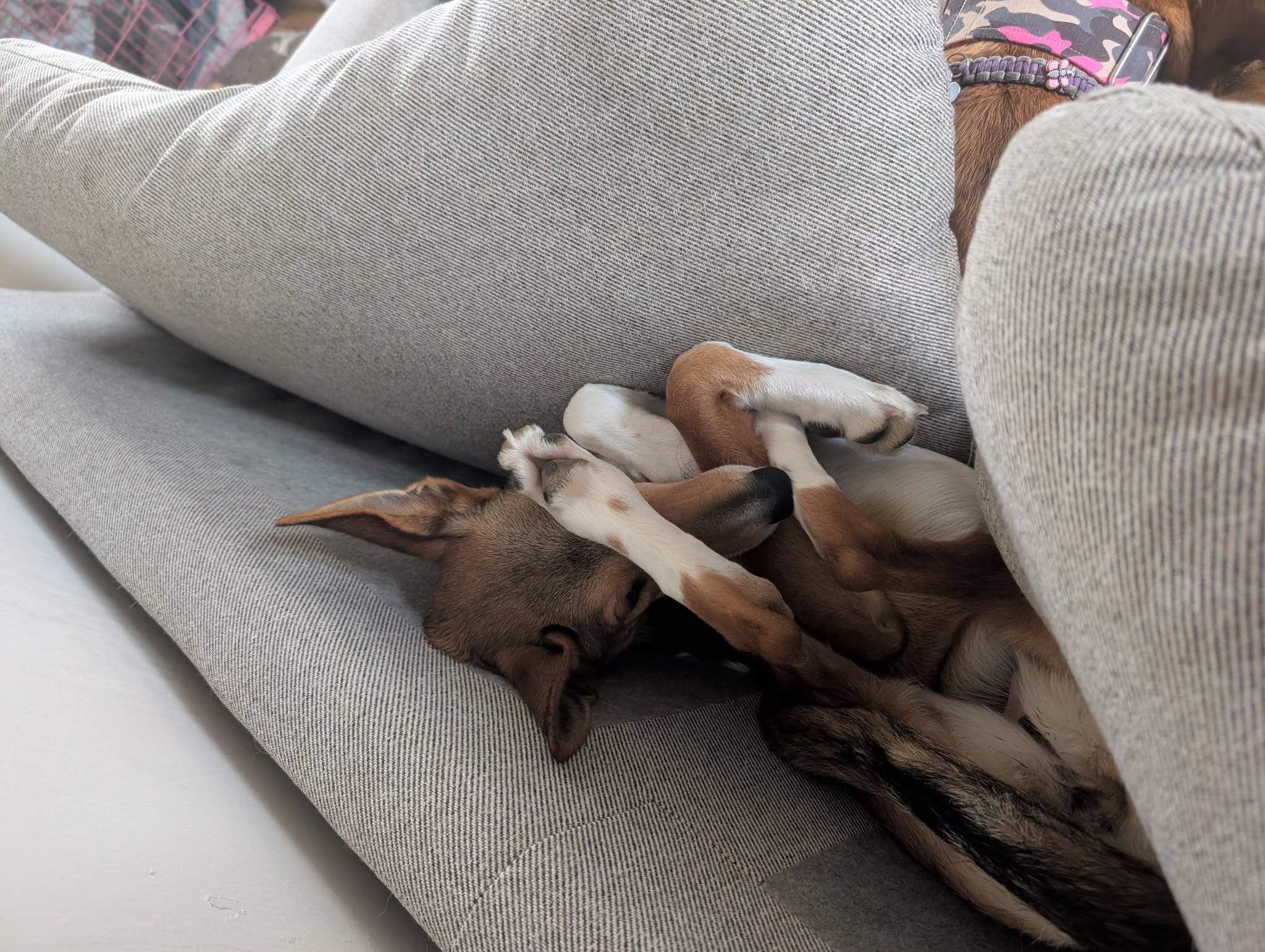 schnuki_1187258086947811