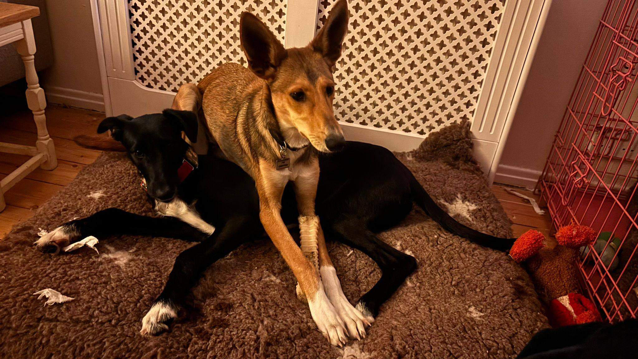 schnuki_1187258130281140