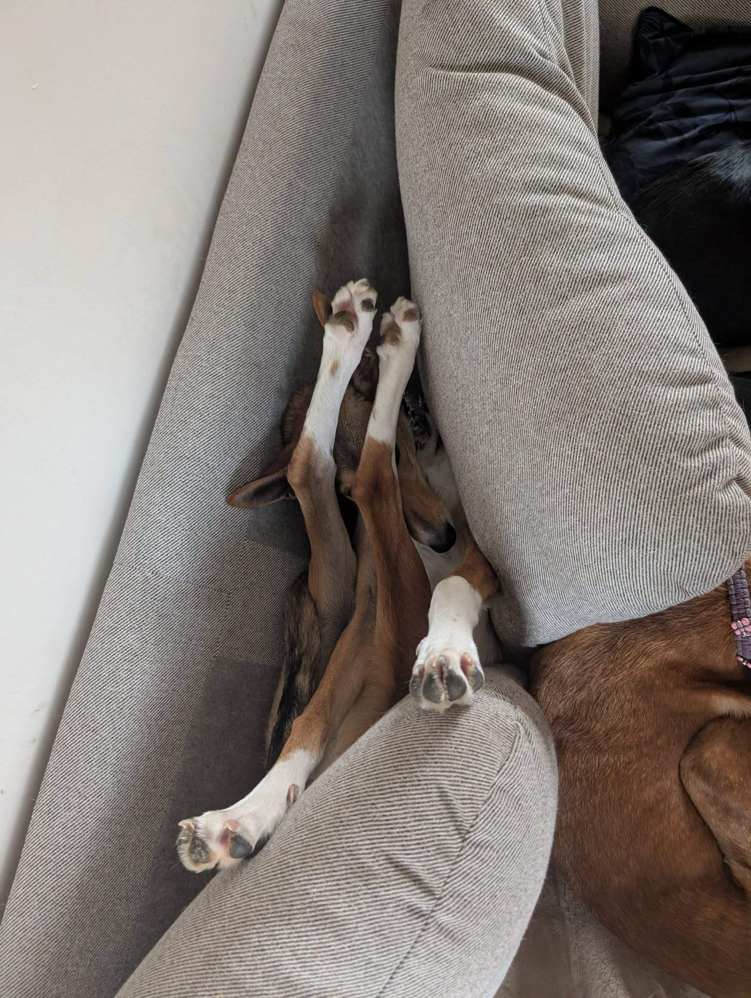 schnuki_1187258180281135