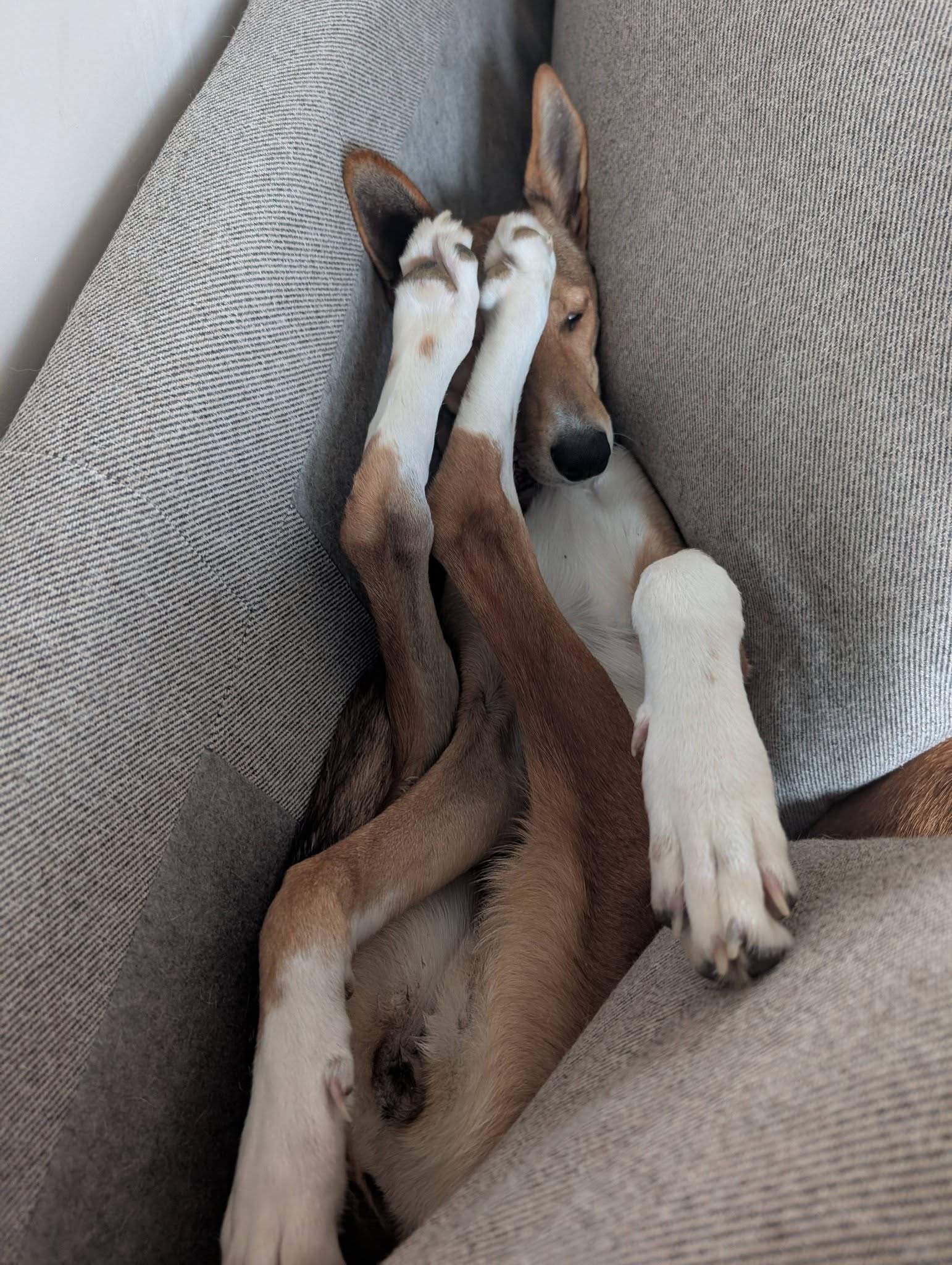 schnuki_1187258333614453