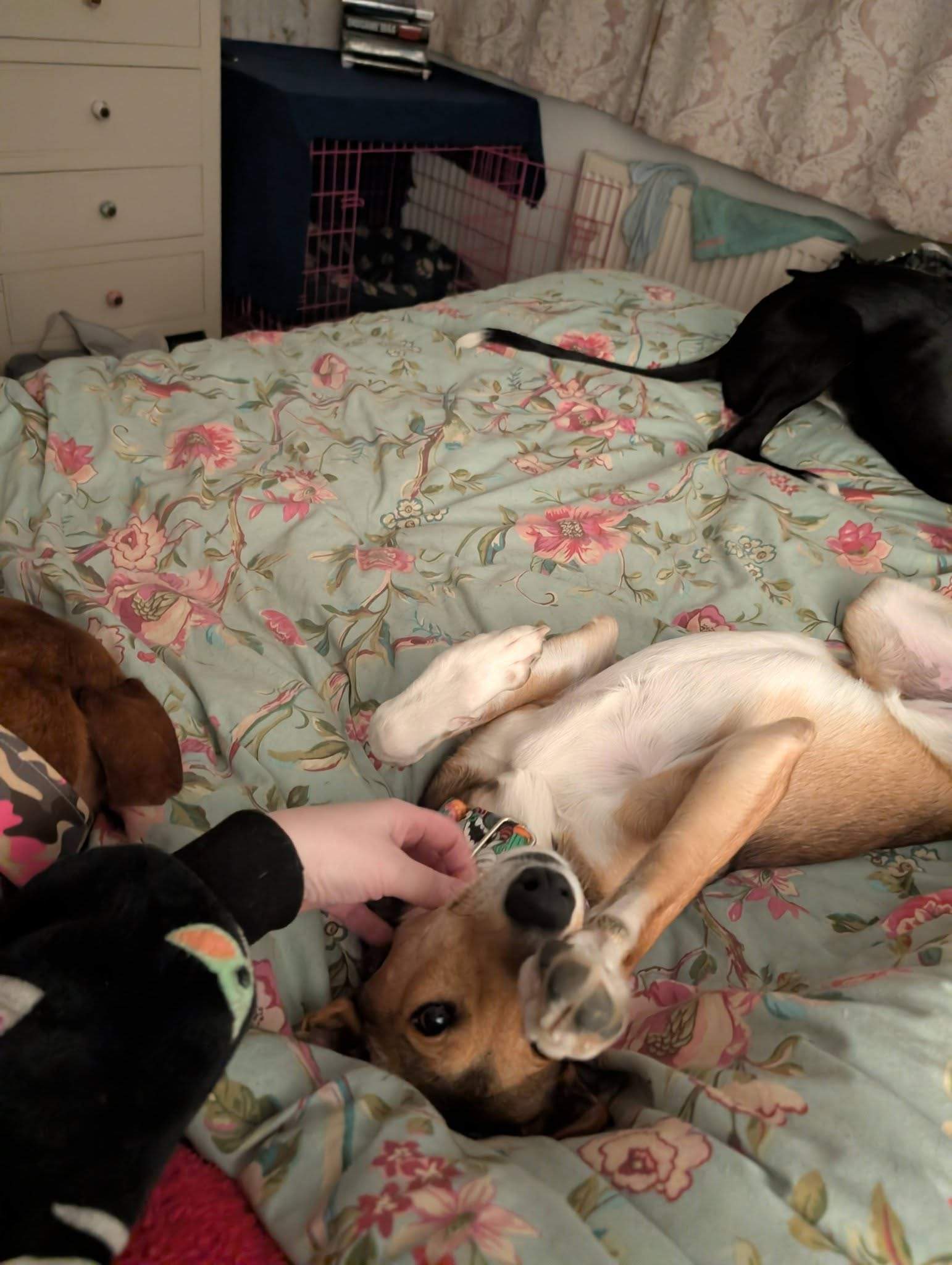 schnuki_1187258453614441