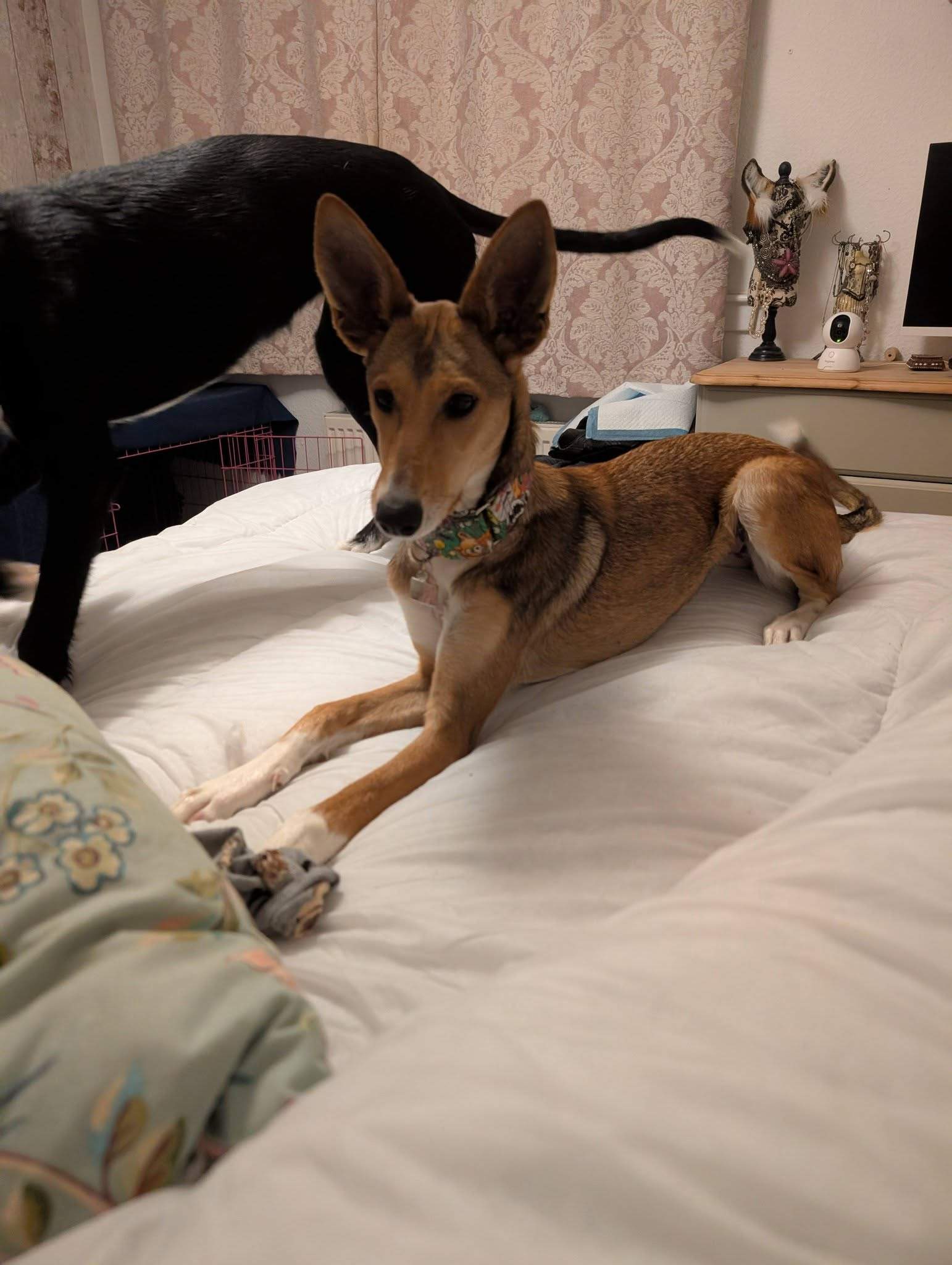 schnuki_1187258460281107