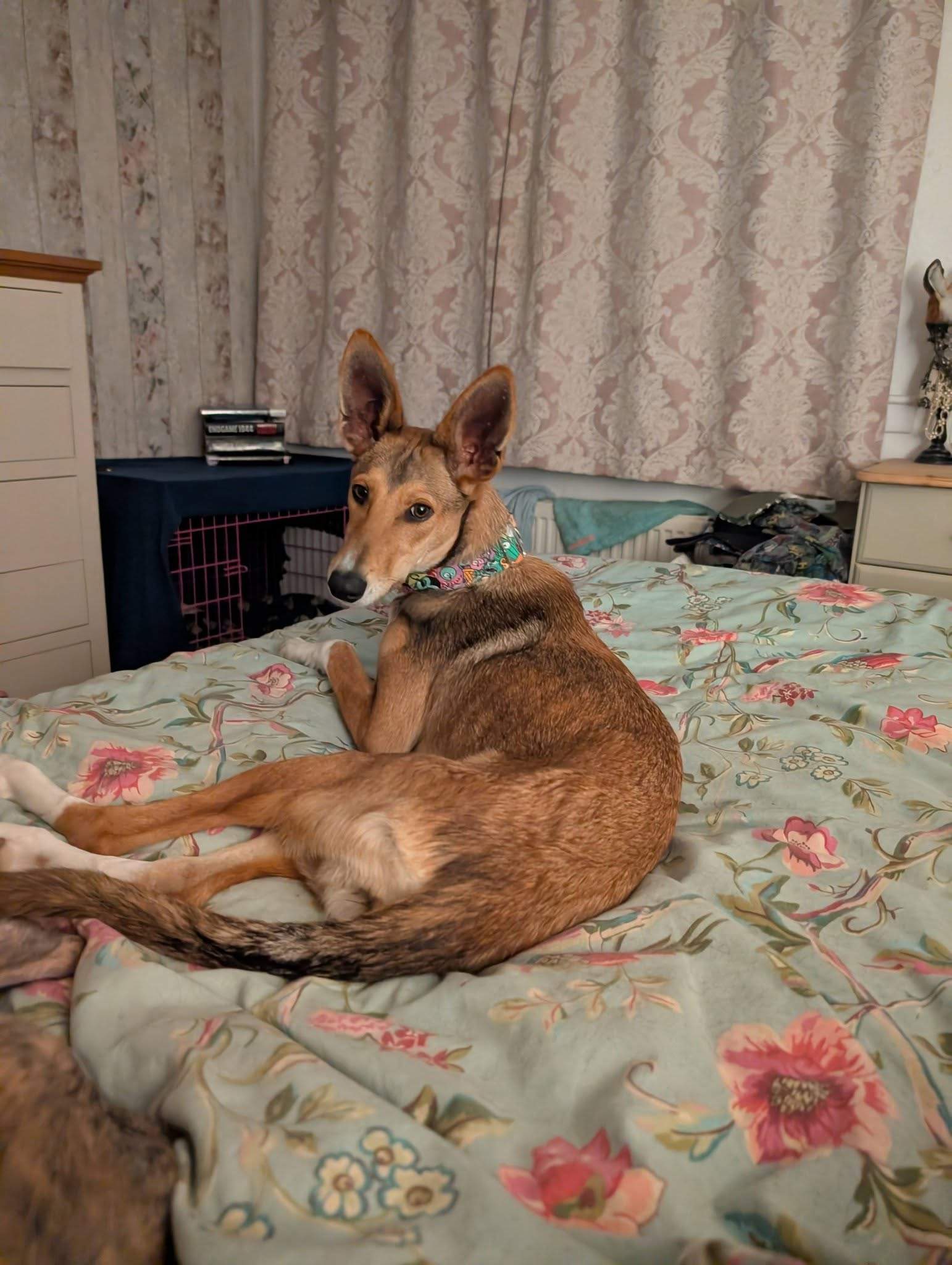 schnuki_1187258530281100