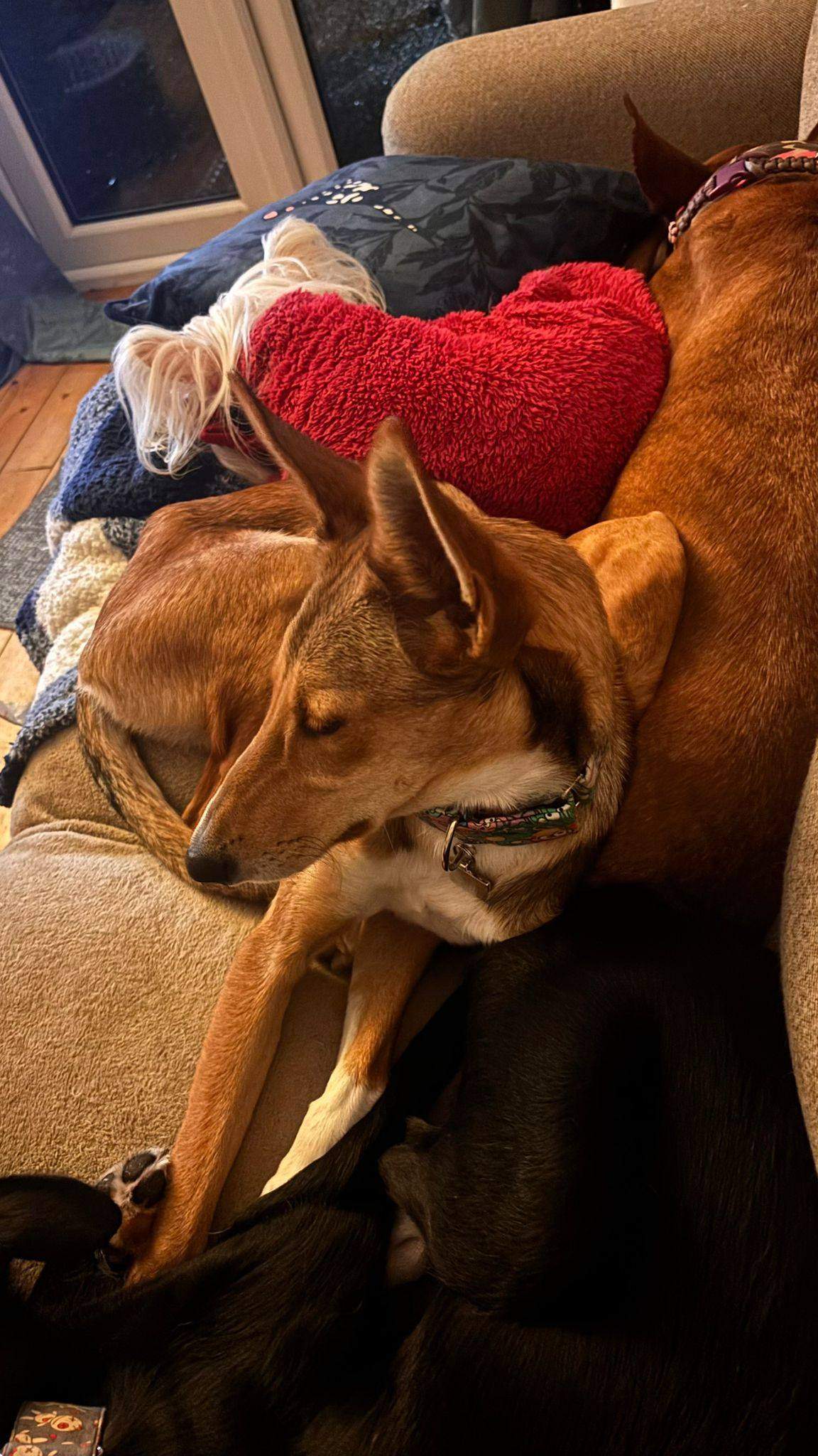 schnuki_1187258563614430