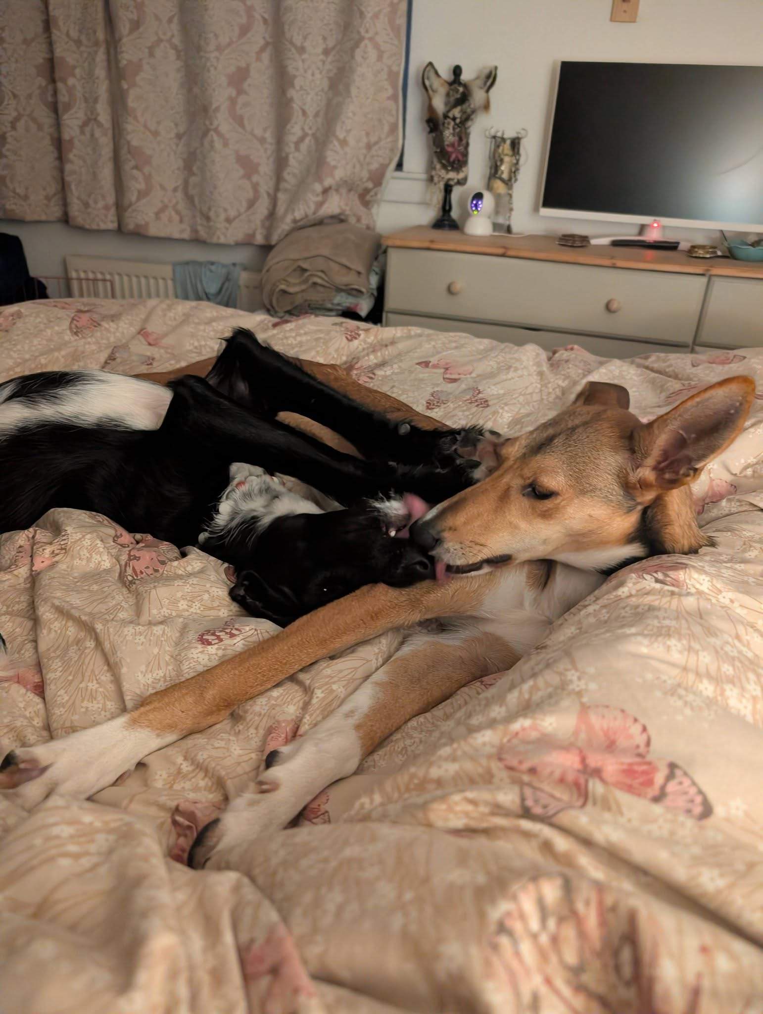 schnuki_1194285716245048