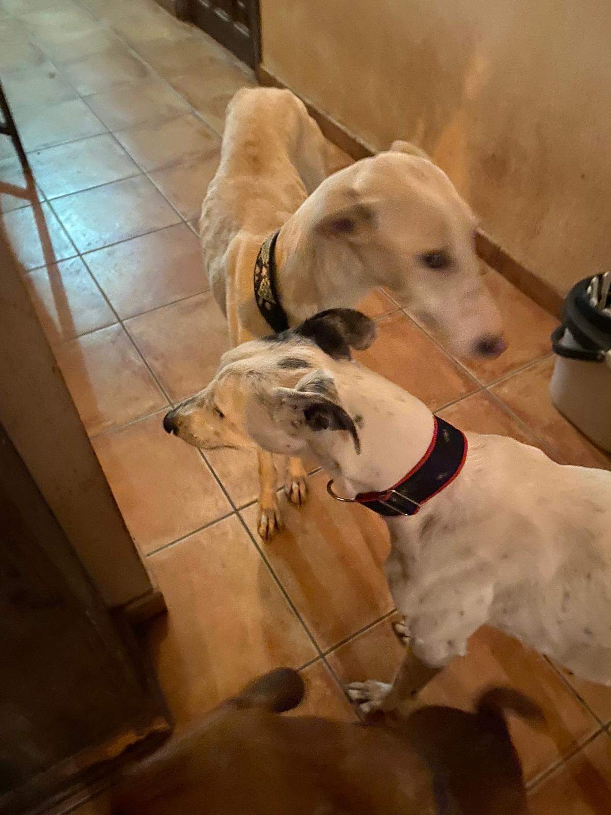 sparkles_1197238945949725