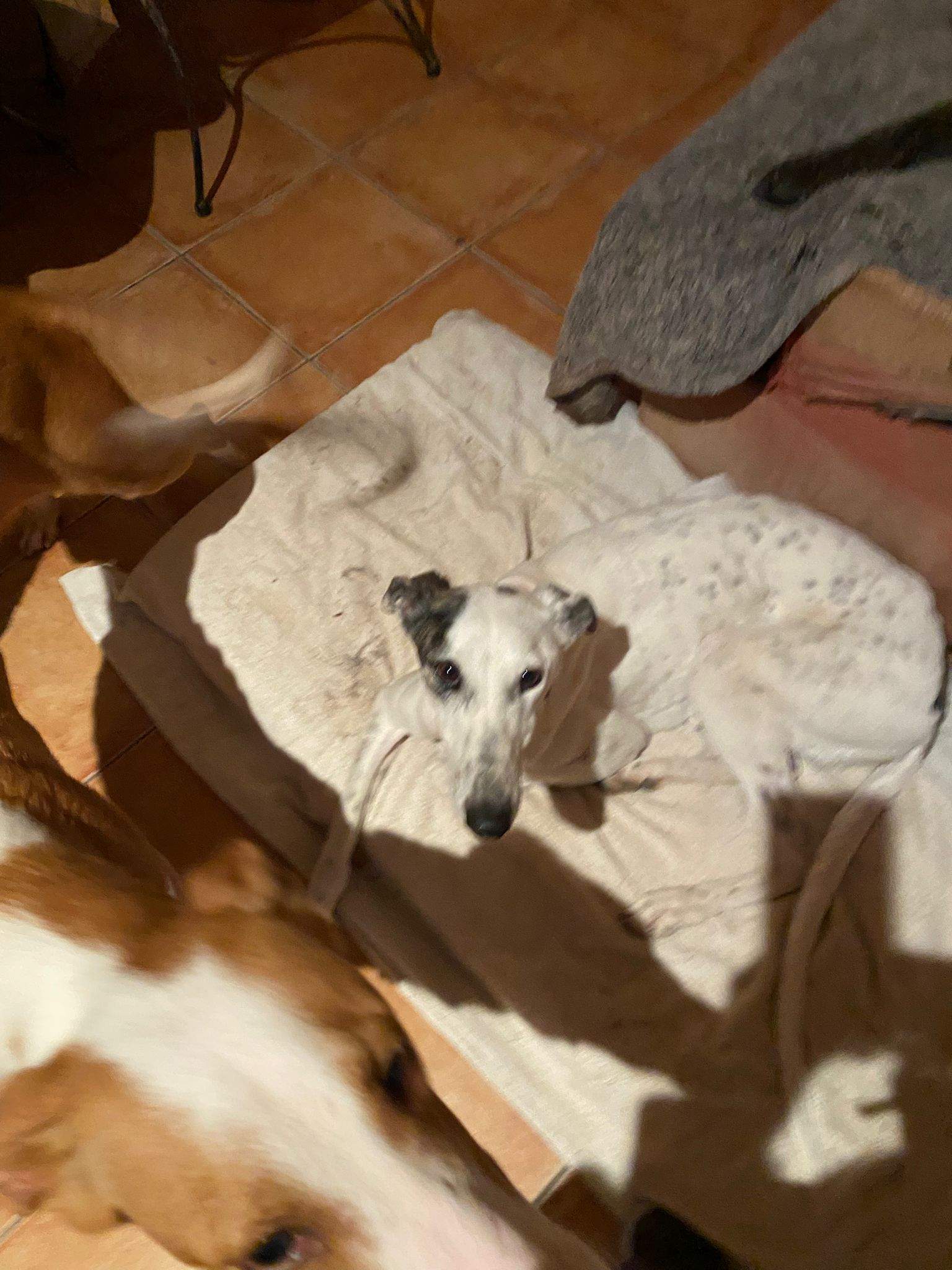 sparkles_1197239189283034