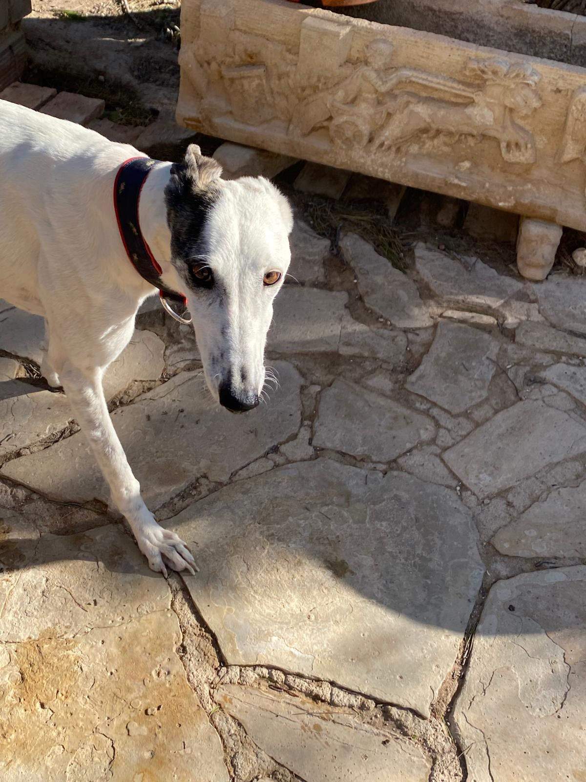 sparkles_1229792162694403