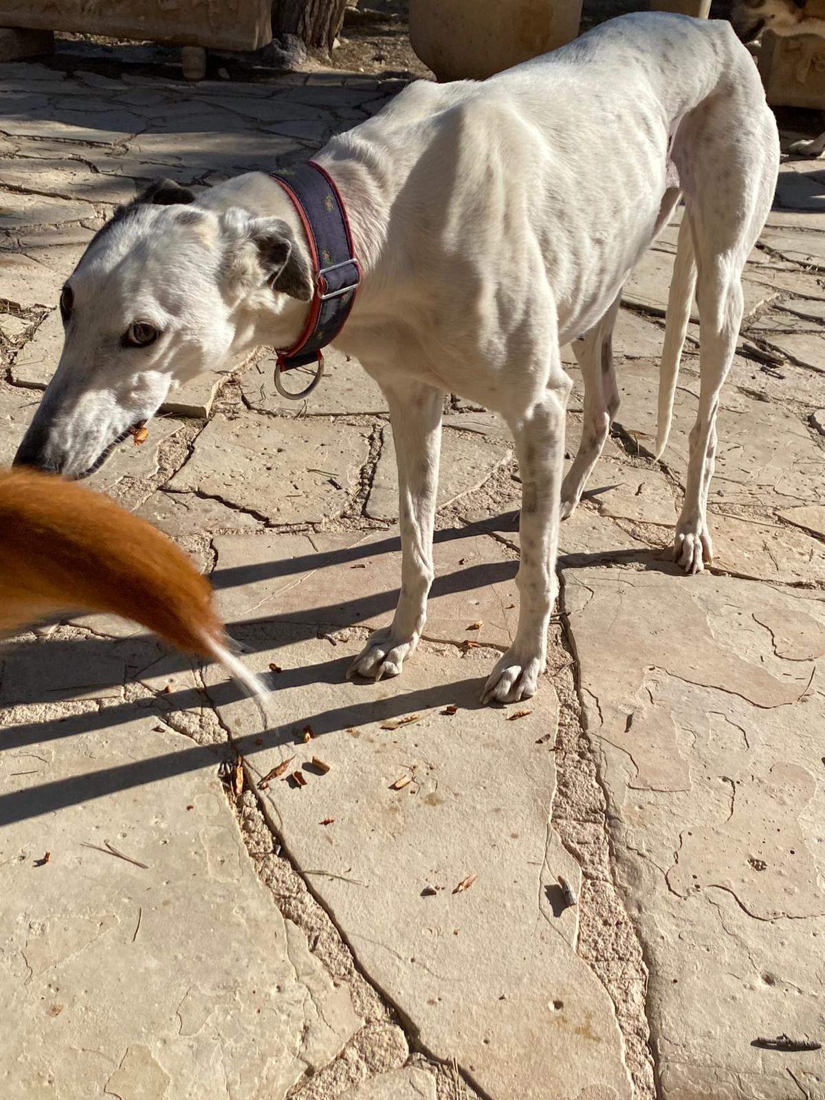 sparkles_1229792226027730