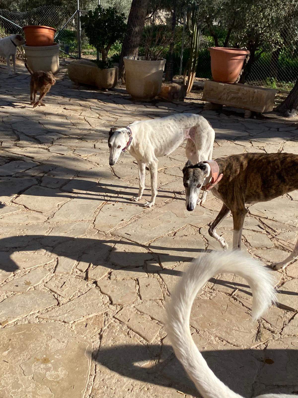 sparkles_1229792249361061