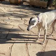 sparkles_1229792289361057