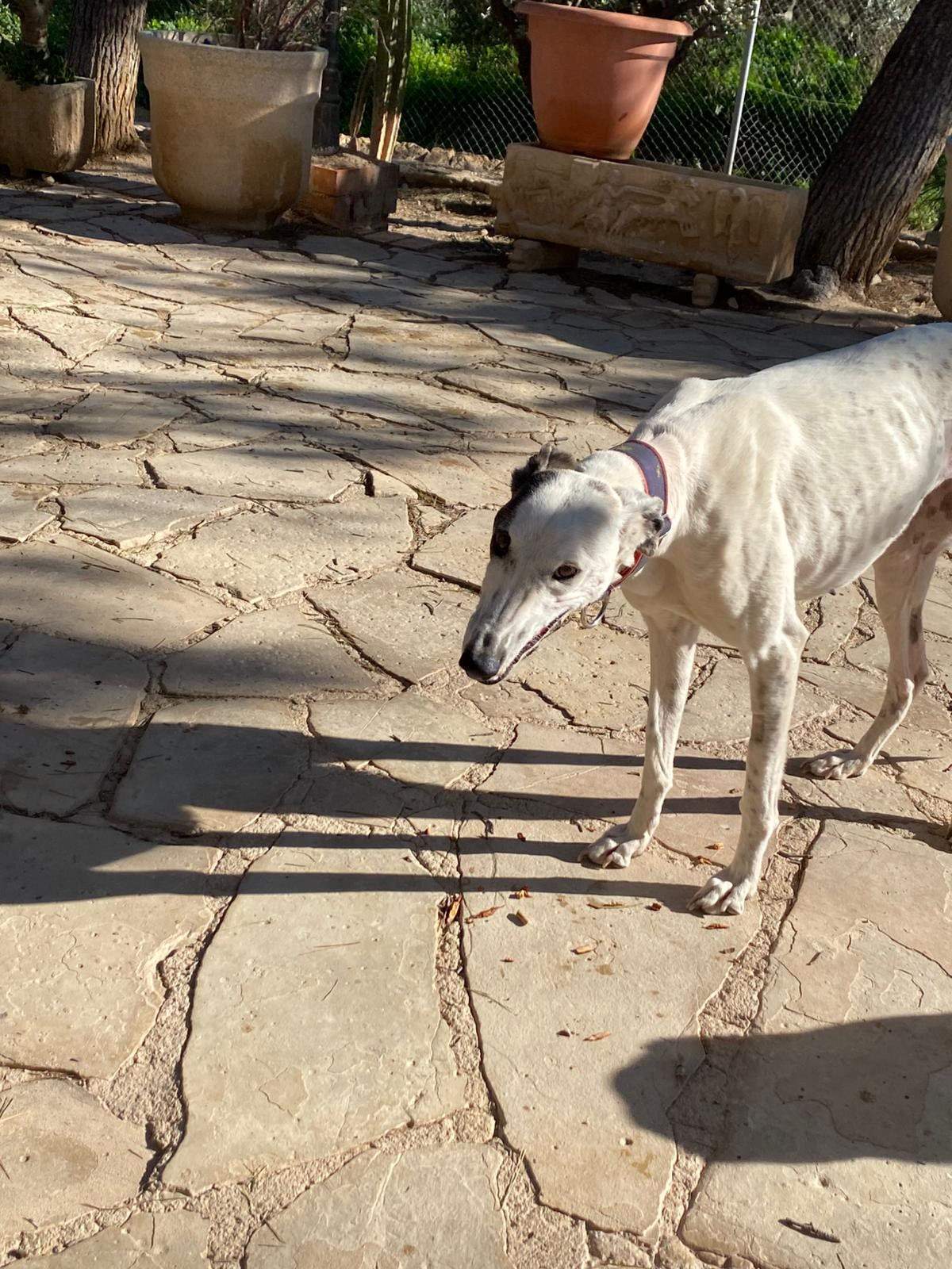 sparkles_1229792289361057