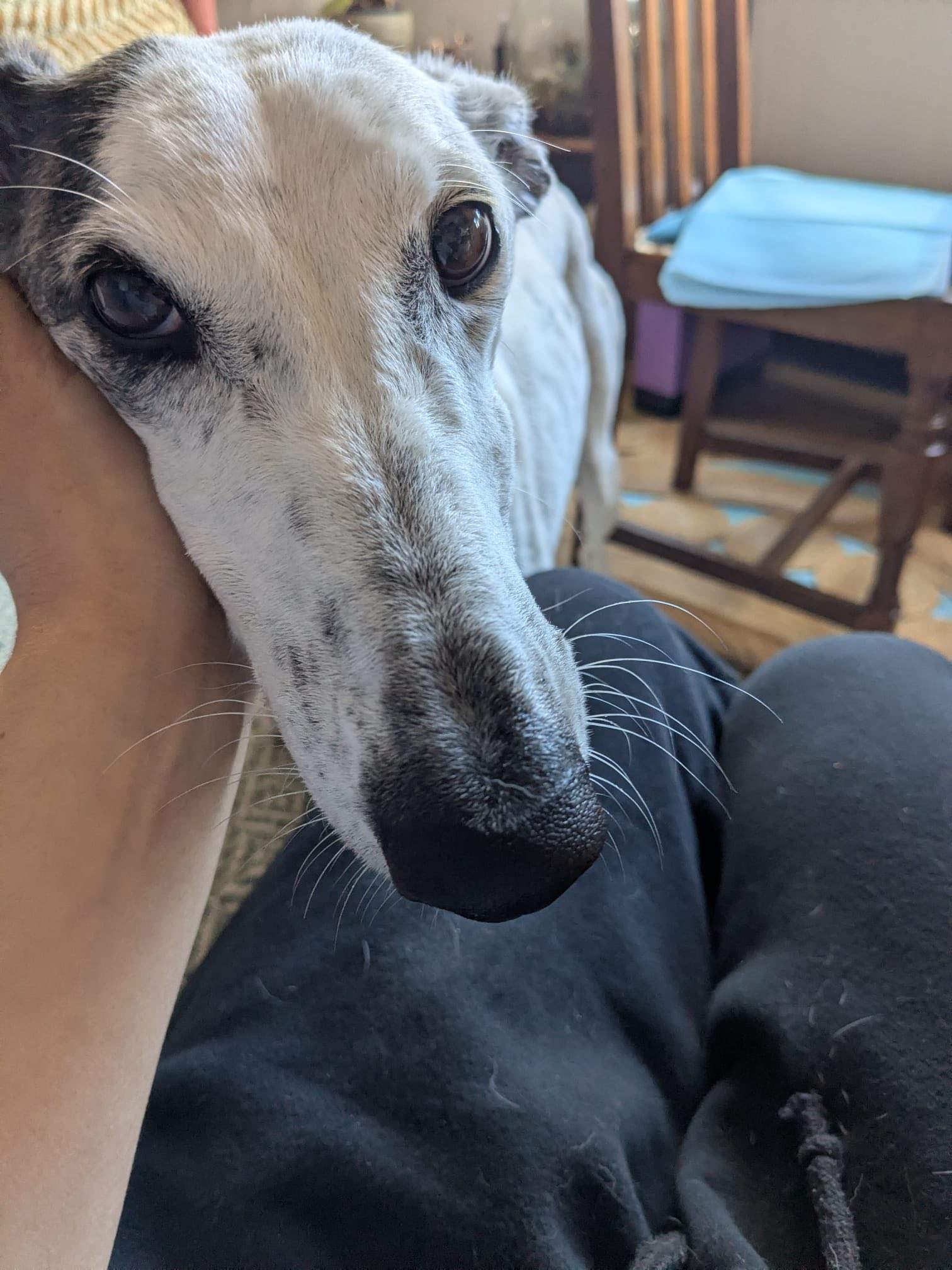 sparkles_1273157021691250