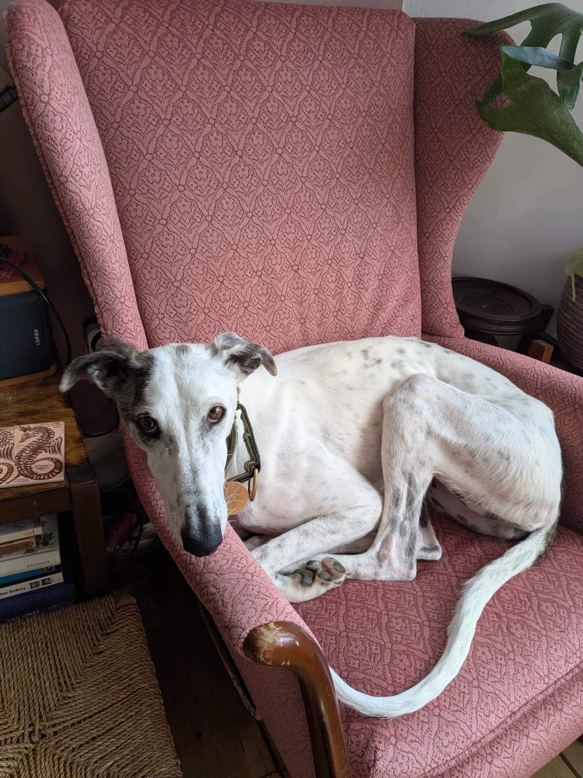 sparkles_1275094221497530