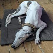 sparkles_1275094231497529