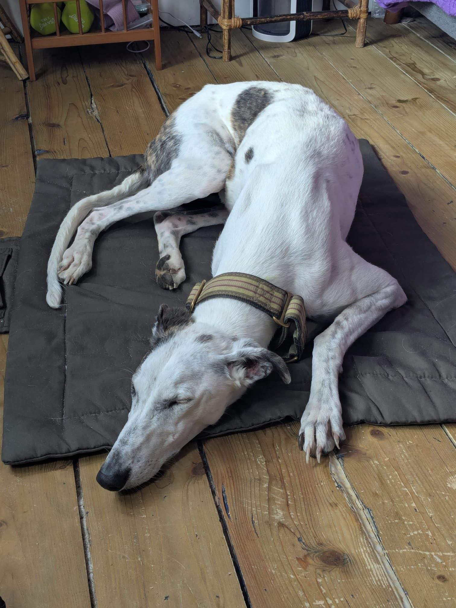 sparkles_1275094231497529