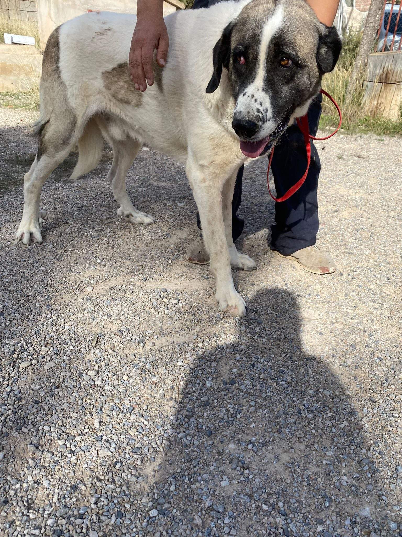 stan-the-man_1138031038537183