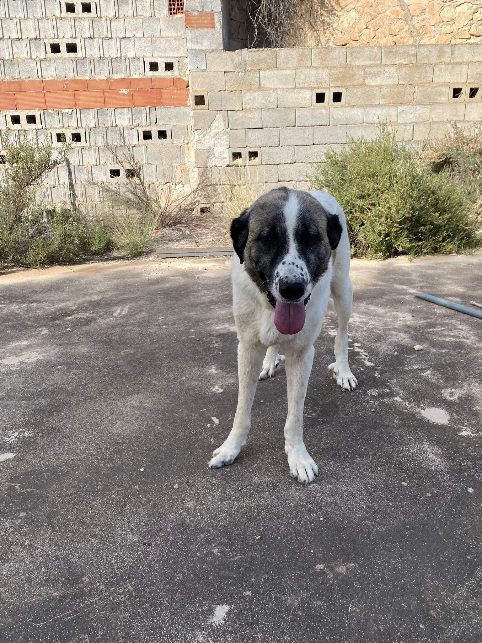 stan-the-man_1138031101870510