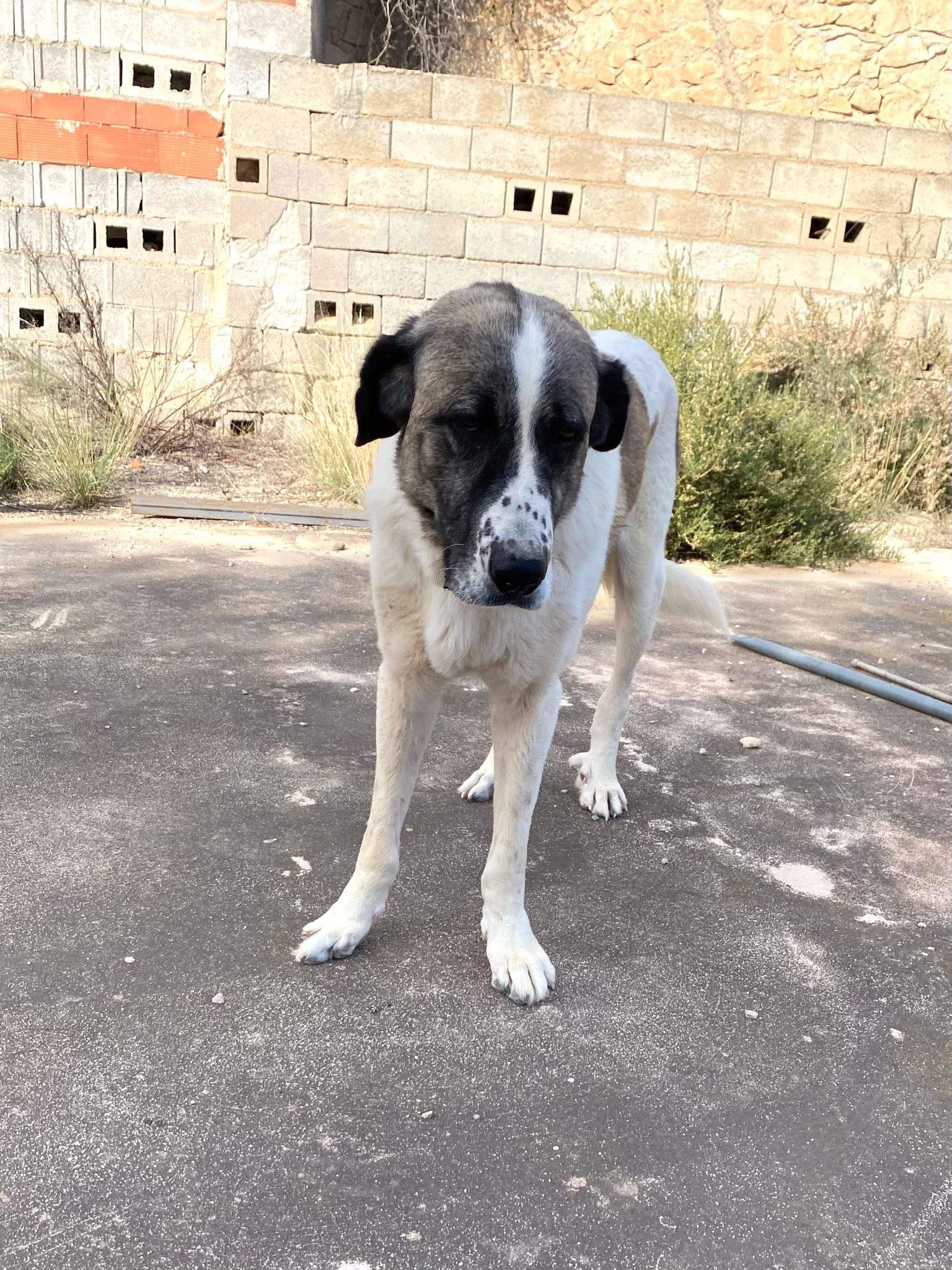 stan-the-man_1138031111870509