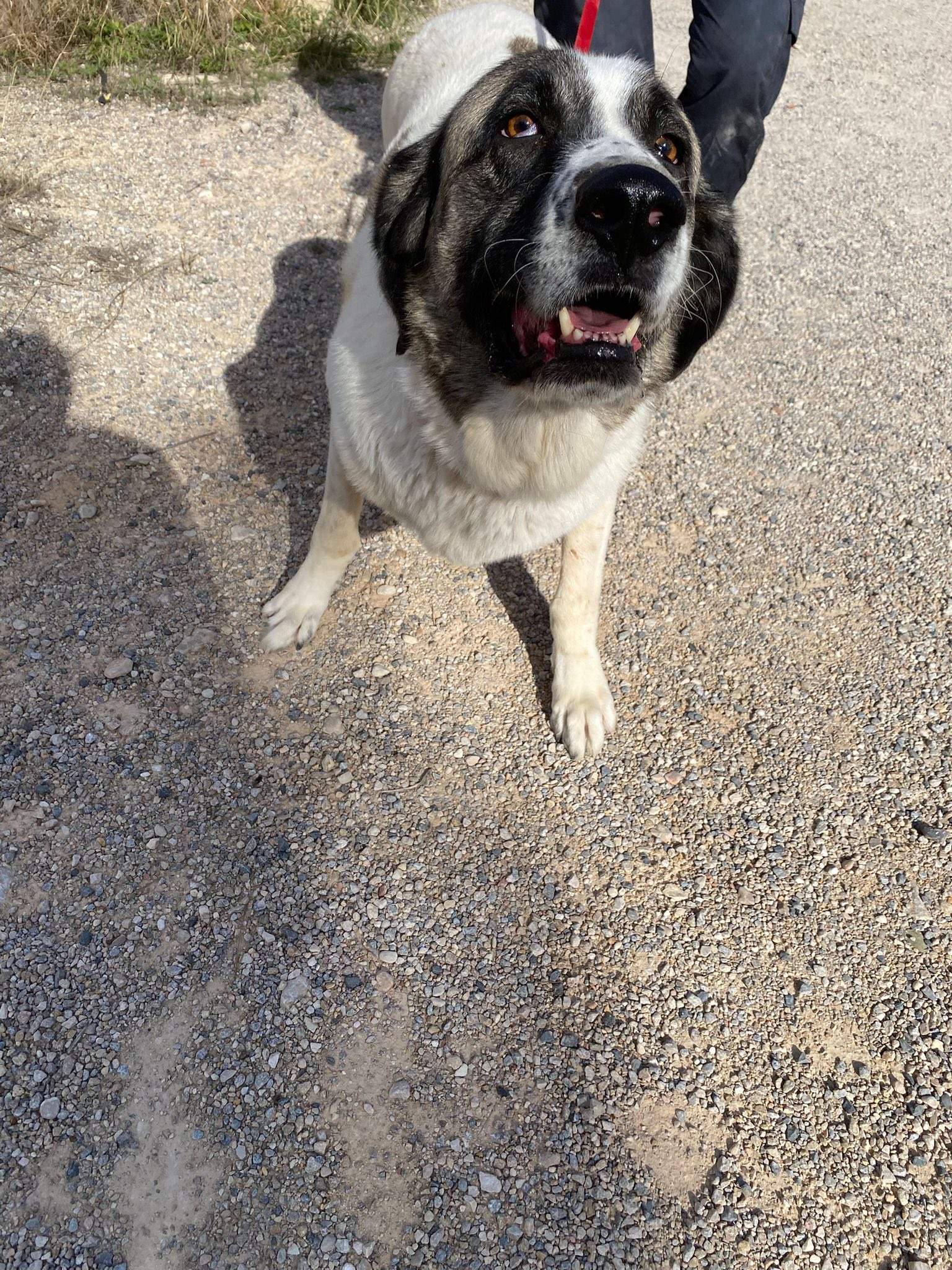 stan-the-man_1138031251870495