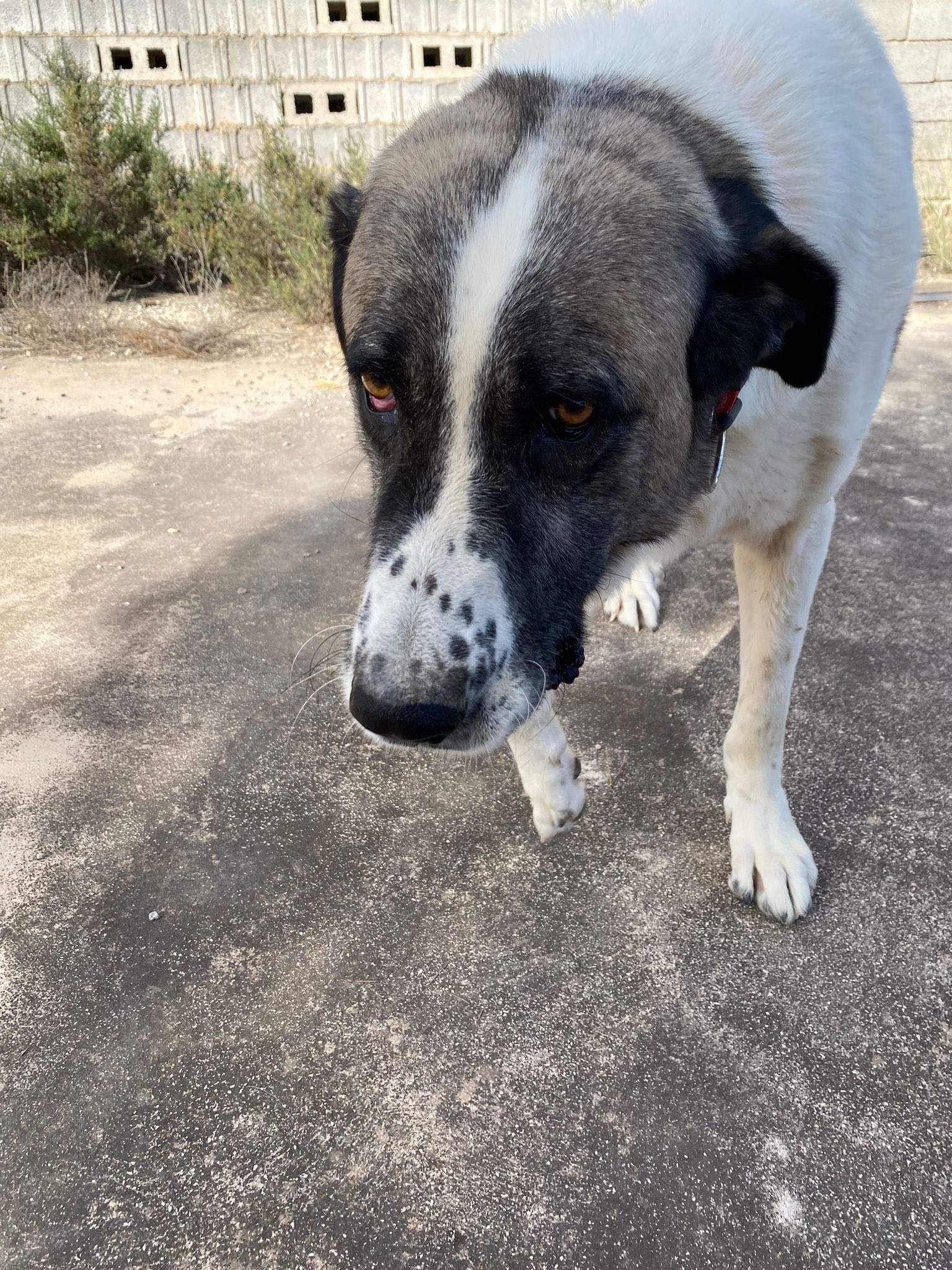 stan-the-man_1138031265203827