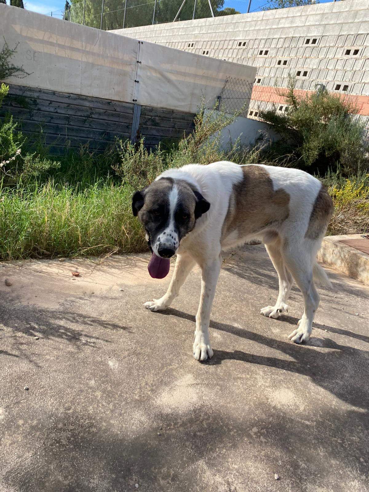 stan-the-man_1138031368537150