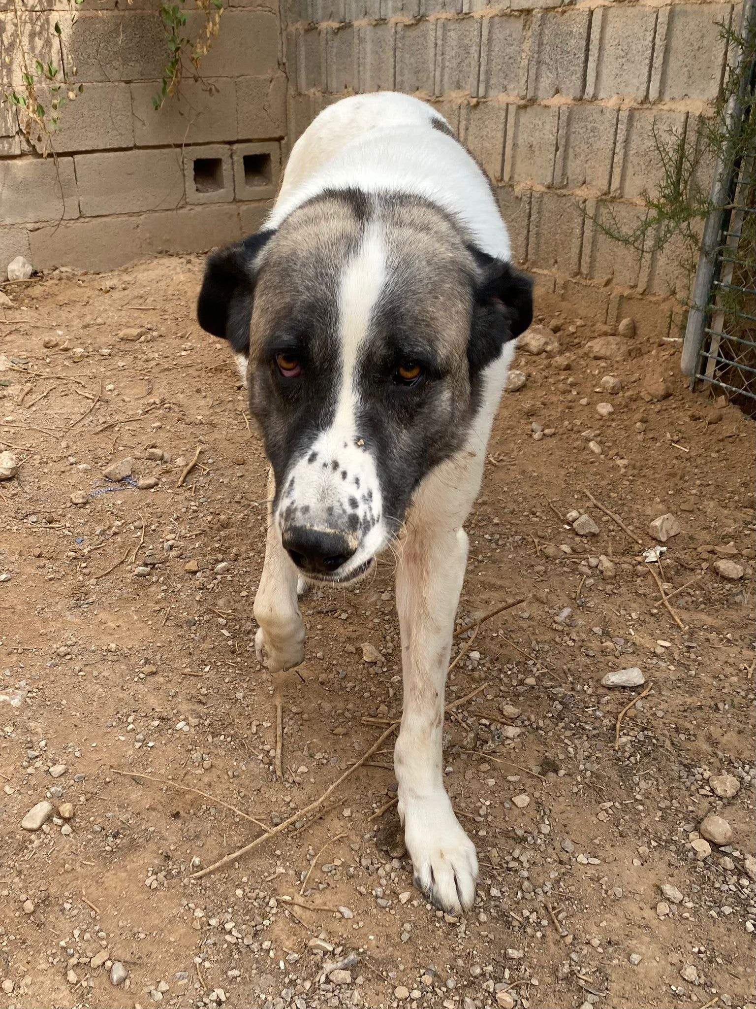 stan-the-man_1152210000452620