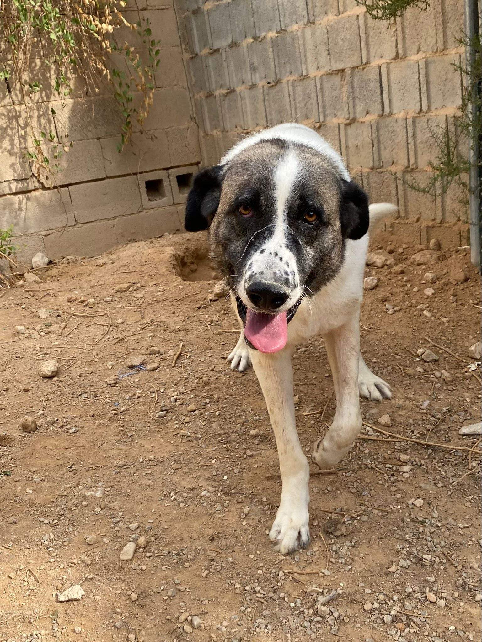 stan-the-man_1152210013785952