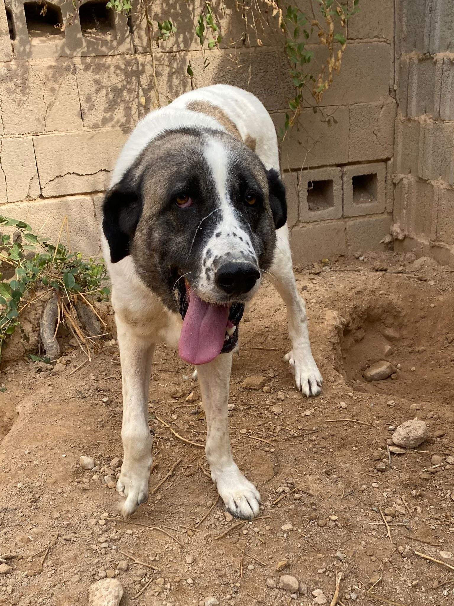 stan-the-man_1152210060452614