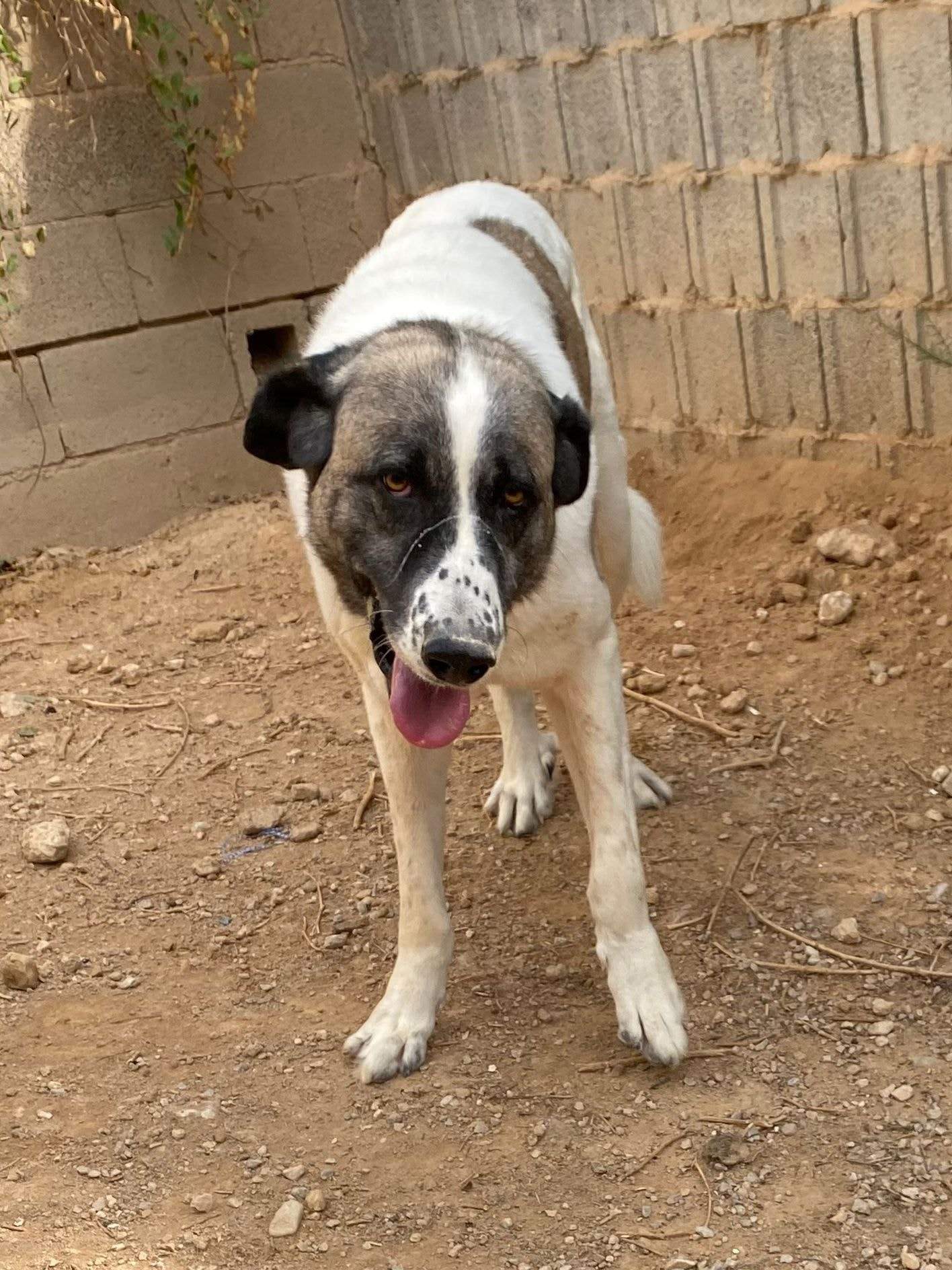 stan-the-man_1152210113785942