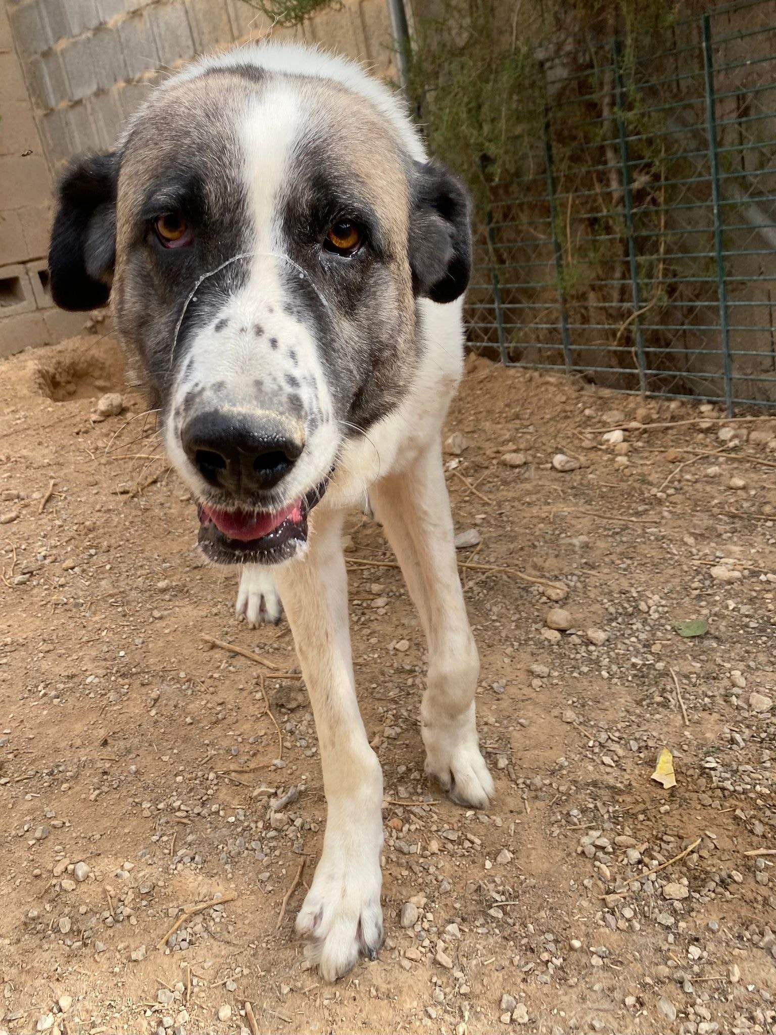 stan-the-man_1152210133785940