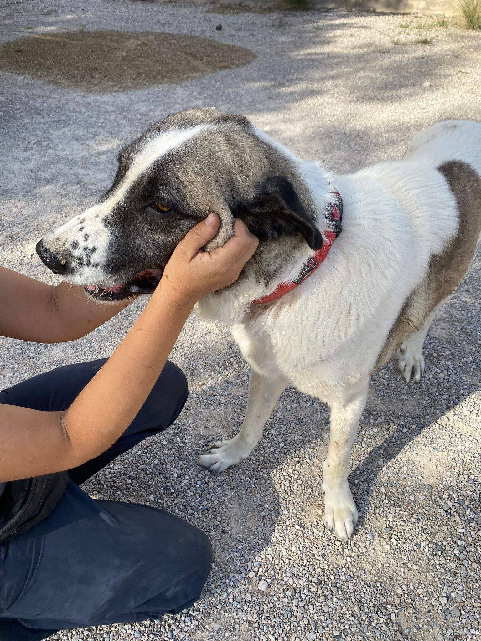 stan-the-man_1152231633783790