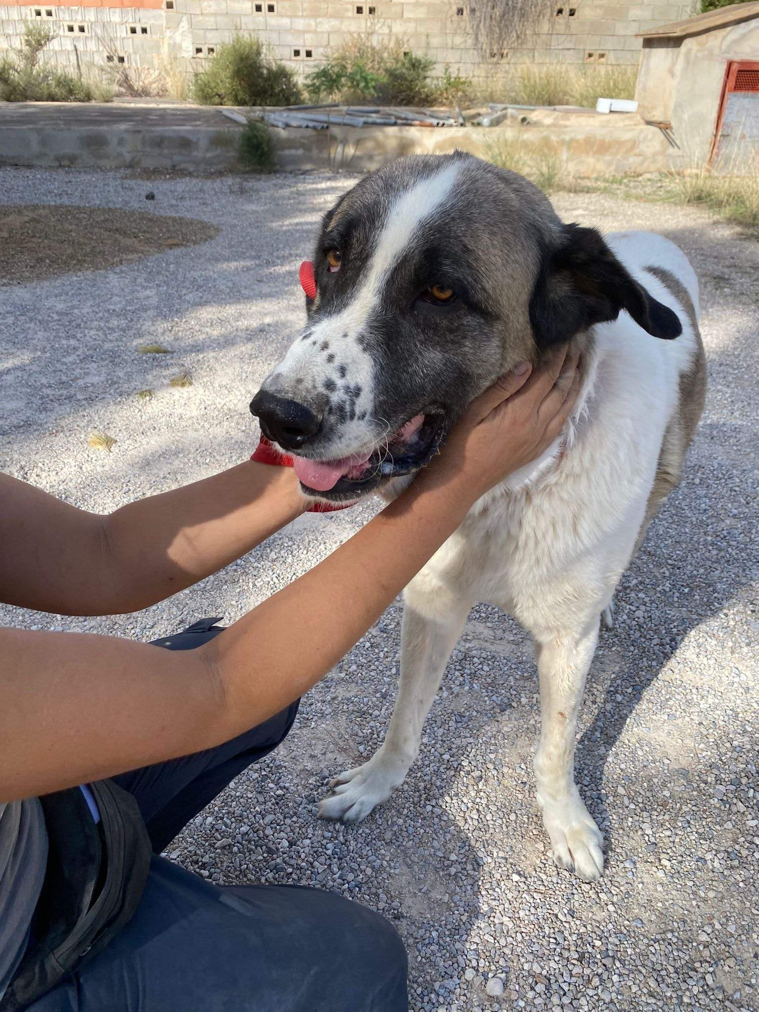 stan-the-man_1152231667117120