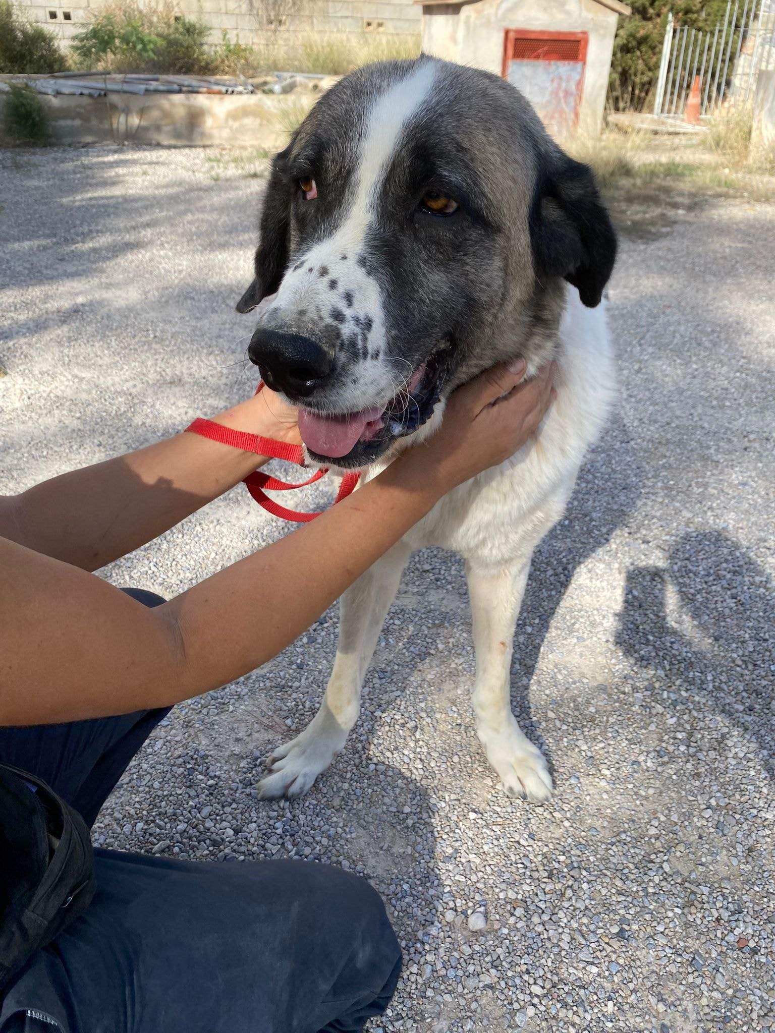 stan-the-man_1152231693783784