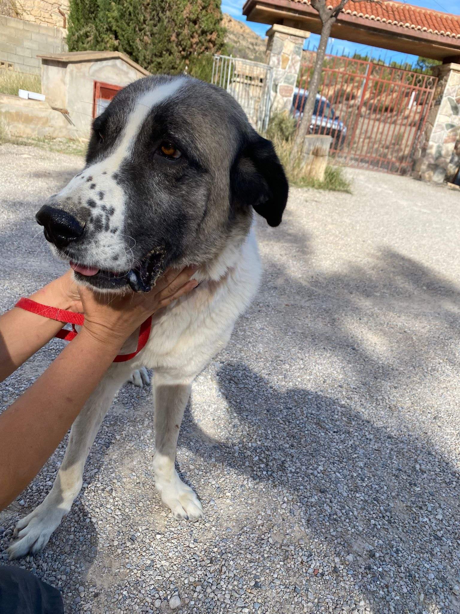 stan-the-man_1152231737117113