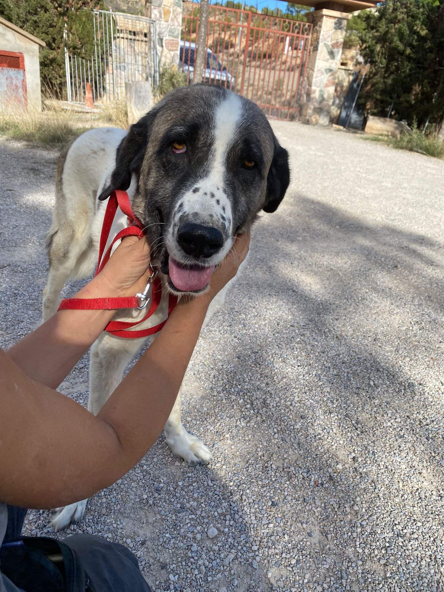 stan-the-man_1152231800450440