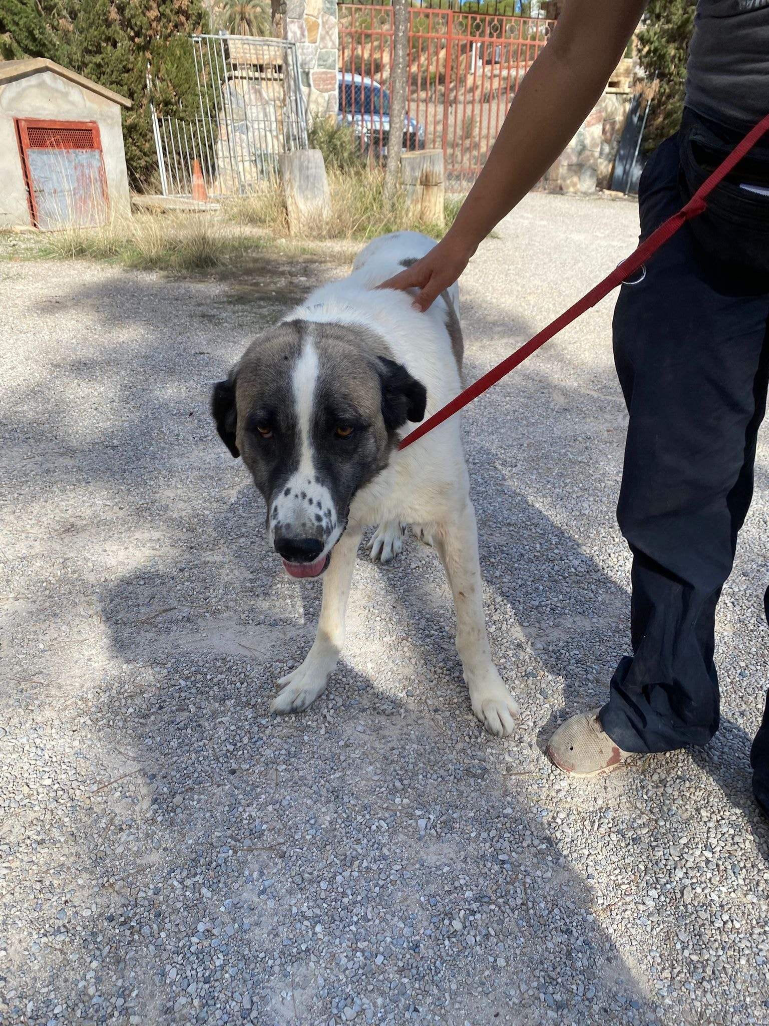 stan-the-man_1152231830450437